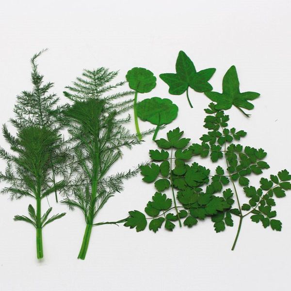 

2020 new green leaf collection dried pressed small gifts for epoxy dried flowers phone case ent