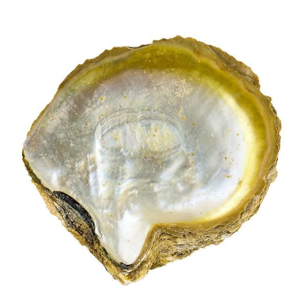 

14 15cm natural yellow mother of pearl shell nautical home decor aquarium landscaping diy jewelry making seashell raw materials h jllyxn