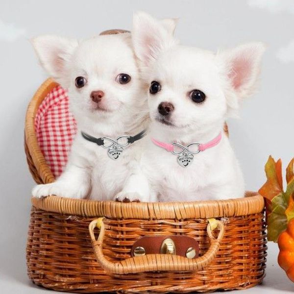 

cute cat collars adjustable pet puppy kitten collar heart tag accessories necklace for small dogs cats kitty chihuahua wmtyzv