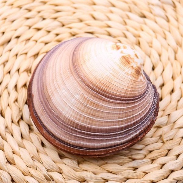 

natural seashells decor large sea shells clam shell nautical home decor giant bird cowrie shells party beach wedding decorations h jllelo