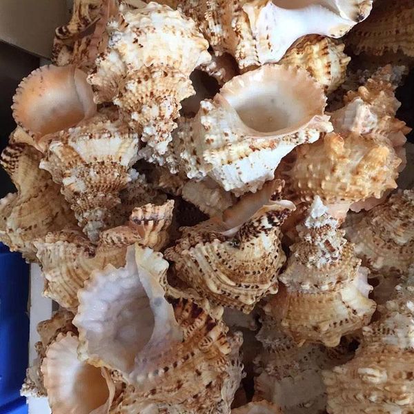 

natural sea snail plus intact artware diy decoration office supplies storage conch shells delicate container for potting plants h jllnwv