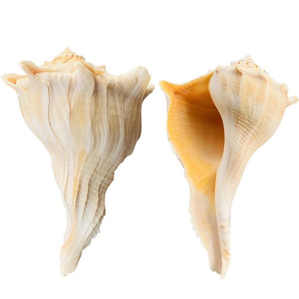 

natural large conch feng shui snail nautical home decor beach wedding decor seashell specimen collectibles aquarium landscape h bbyguh