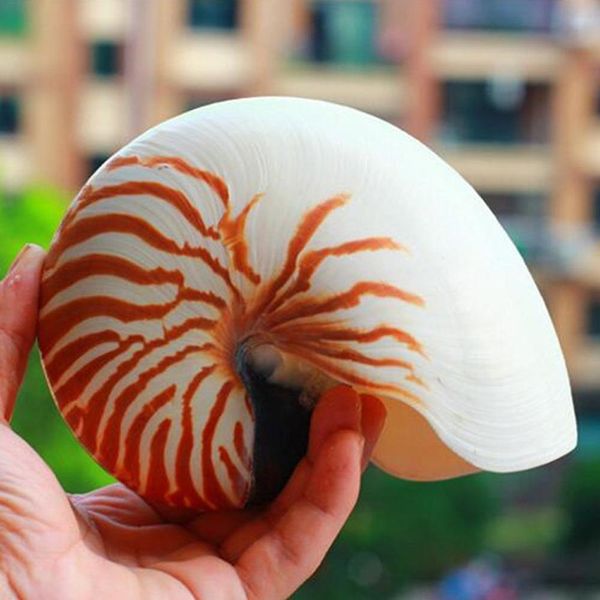 Shell Crafts Perlato naturale Quattro grandi famose conchiglie a vite Conchiglie Corallo da collezione Ornamenti per acquari mediterranei Lumaca di mare 201125