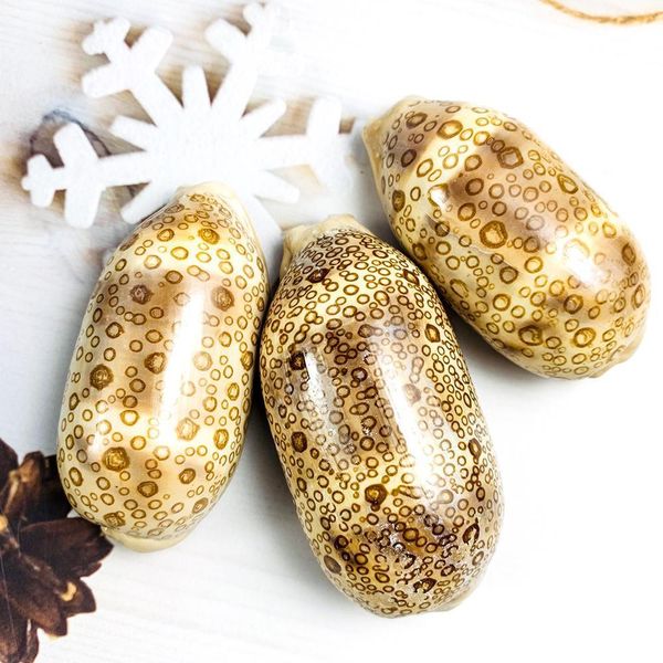 

6 8cm natural hundred eyes conch shell nautical home decor rare specimen snail diy aquarium landscape seashell craft party decor h jllqnz