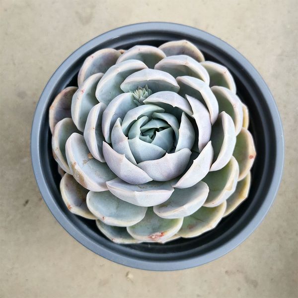 

true flowers echeveria 'blue surprise' flower plant vivid succulent plants e home decor plant landscape flower arrangement garden