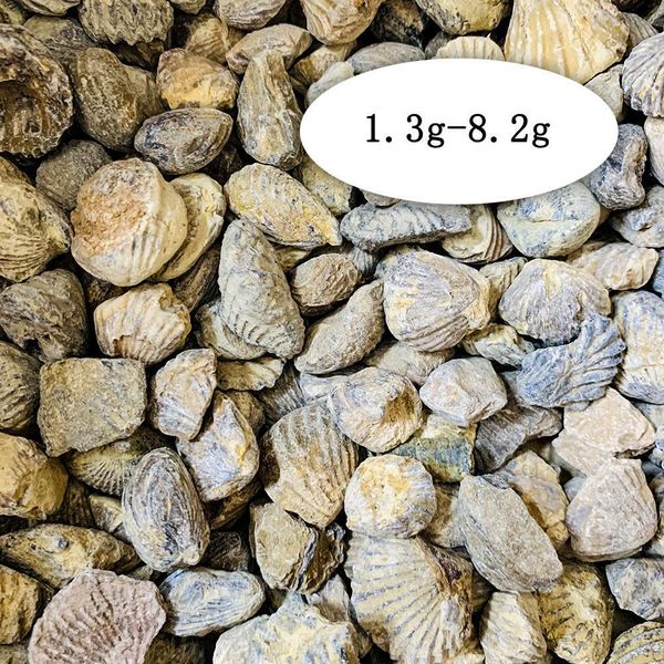 

100g natural shell raw stone marine animals devonian period stones collection teaching specimen display landscape home decor h wmtaum