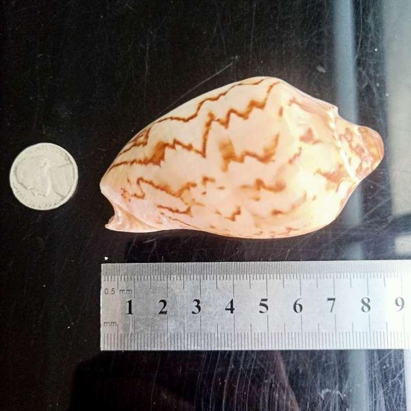 

mediterranean natural shell conch decor nautical beach wedding decorations jewelry diy ocean seashell cowrie shells crafts h bbyxcp