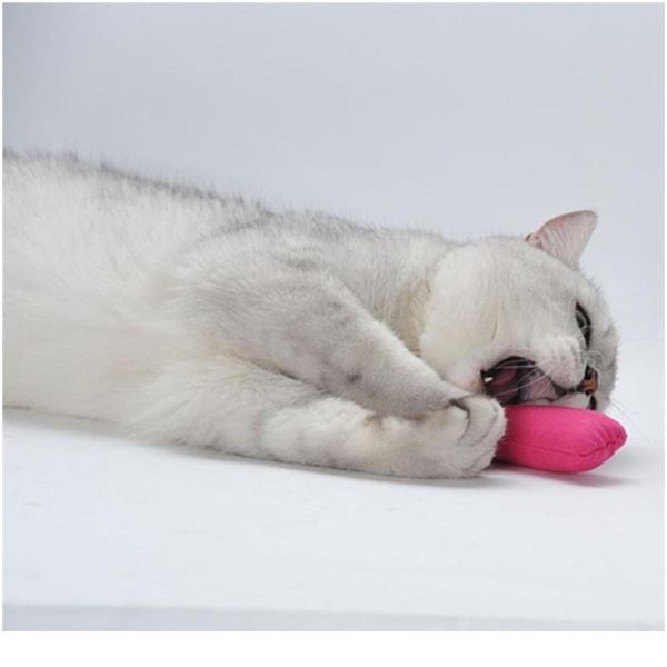 

cute cat toy funny interactive plush creative plush pillow popular high quanlity catnip toy teeth grinding cute pet scra jllrdh