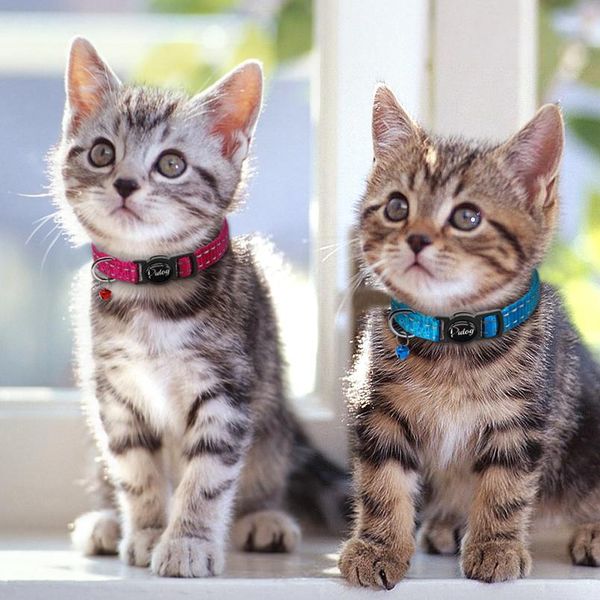 

4pcs/lot safety breakaway cat kitten collars nylon reflective safety collar for small cats with bell mixed wmtyja
