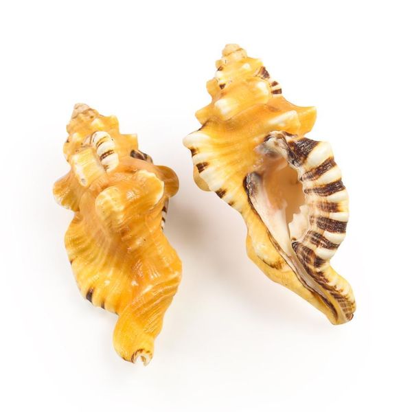 

sea shells seashells for beach theme party wedding diy crafts candle making fish tank home decorations cymatium gastropod h jllmox