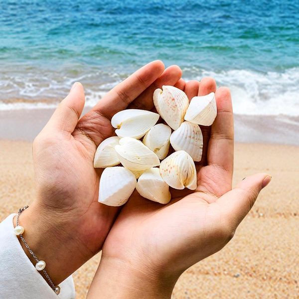 

scallop sea shells ocean beach clam seashells craft charms 35mm candle home decoration party wedding decor fish tank vase filler h jllcey
