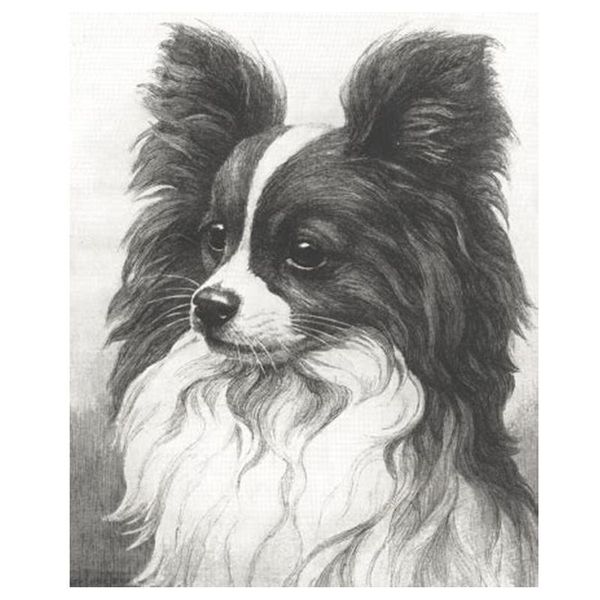 

crystal wall sticker and diamond painting 5d dog decor black and white papillon dog picture embroidery mosaics zp-749