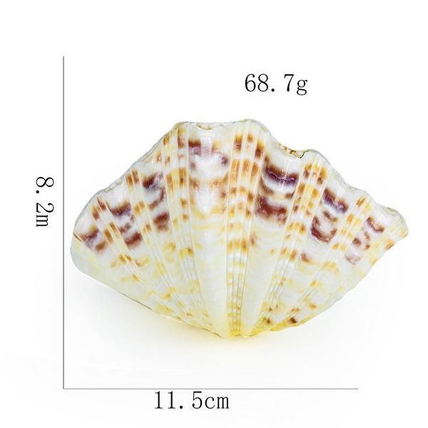 

8 12cm natural clam shells lotus seashell aquarium decoration specimen nautical home decor craft jewelry tray fish tank ornament h jlldem