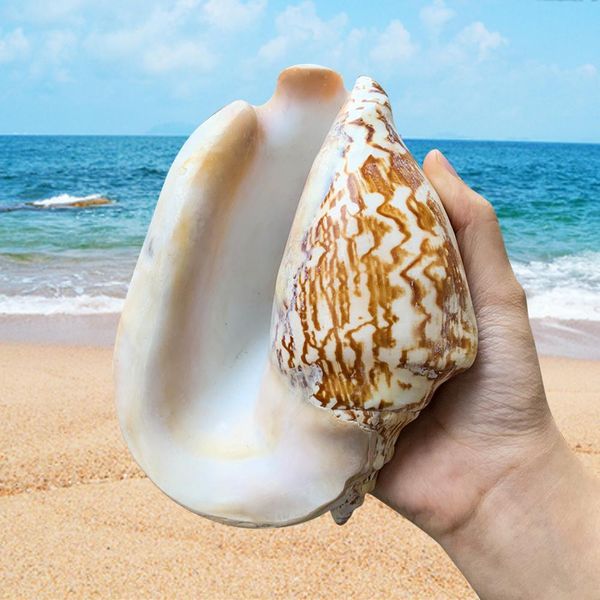 

14 16cm natural large ear conch snail seashells craft collectibles wedding nautical home decor fish ornament aquarium decoration h jllquk