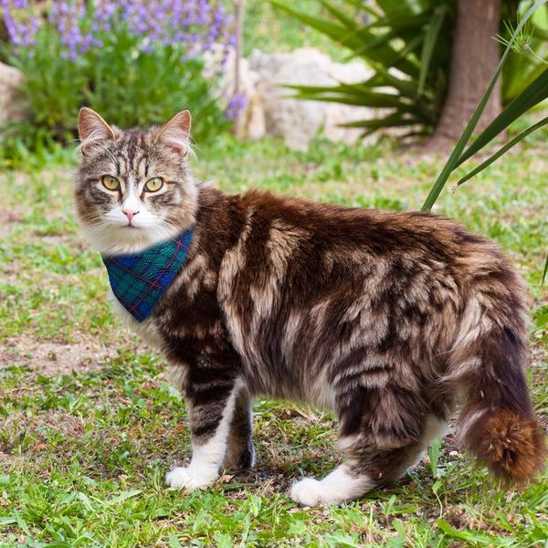 

dog cat bandana collar plaid pet accessories puppy scarf neckerchief collars adjustable for small dogs cats kitten chihu wmtbqj