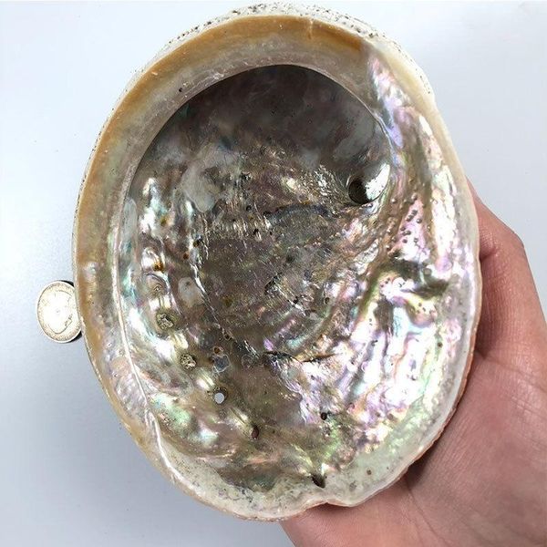 

11 12cm natural abalone shells seashell home aquarium landscape diy decor soap holder nautical home decor h bbyzkd