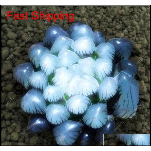 

100 pcs potted succulents fleshy shining green plants haworthia cooperi yulu truncata flower seed lithops pseudotr qylfcx packing2010