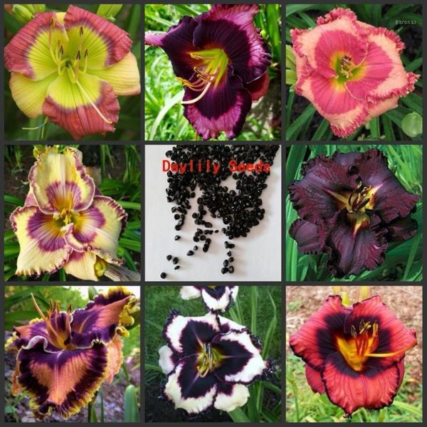 

decorative flowers & wreaths 50pcs 100% fresh real hemerocallis middendorffii daylily s perennial flower daylilies flower1