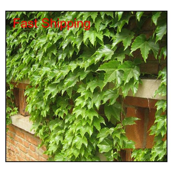 

boston ivy climbing foliage plants 3 leaf brocade flower seeds the four seasons information easy to kind of 100 qyloqx bwkf