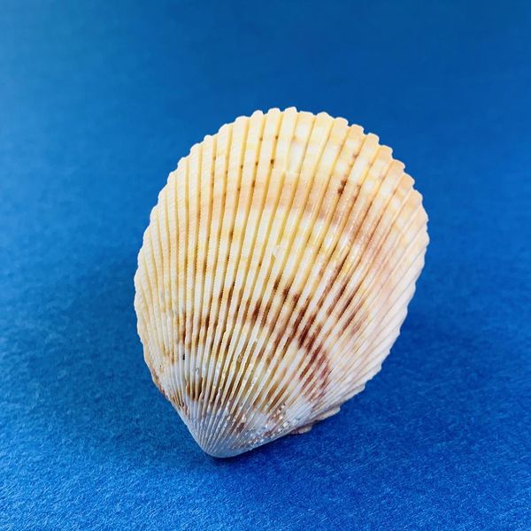 

2pcs 5 6cm natural scallop coconut seashell lion shell specimen aquarium decoration home wedding decor shells for jewelry making h bbybmc