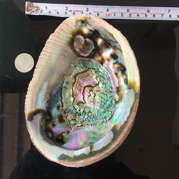 

exquisite natural abalone shell seashell soapbox rainbow lg sea green blue beach house soapbox exquisite natural h jlltor