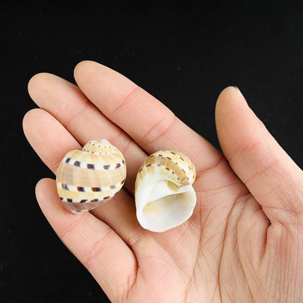 

2 3cm natural conch shell butterfly winged conch speck jade conch collection specimen special for hermit crab aquarium landscape h bbyjer