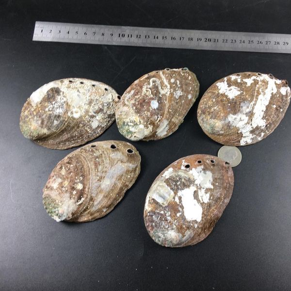 

5 sizes abalone shell nautical decor seashell beach wedding shells ocean decor jewelry diy shell soap dish aquarium home decor h wmtmax
