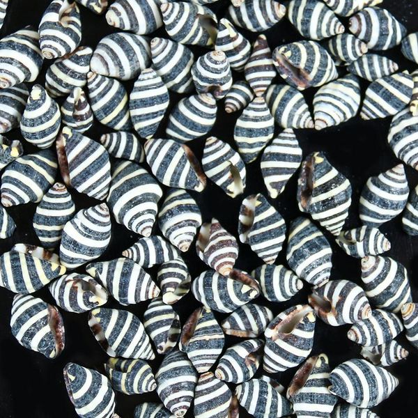 

10pcs natural striped conch seashells nautical home decor snail shell conch specimen micro landscape beach wedding decorations h jllyxn
