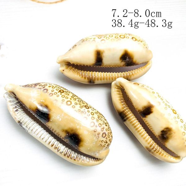 

6 8cm natural hundred eyes conch shell nautical home decor rare specimen snail diy aquarium landscape seashell craft party decor h bbyefd