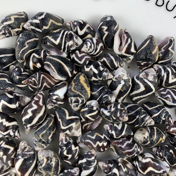 

5 10pcs natural shell seashell for pgraphy decor home room office table bedrooms fish tank decor beach party diy landscap h wmtuxq