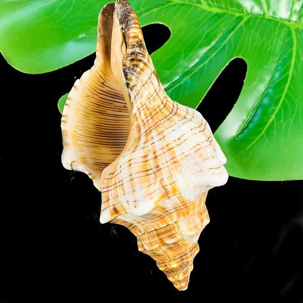 

1pc natural conch shofar shell nautical home decor specimen craft striped snail seashells aquarium landscape fish tank decor h bbyhuu