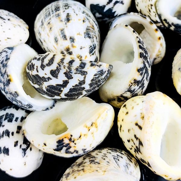 

1.5 2.5cm natural conch shell eagle head seashell snail nautical home decor fish tank aquarium micro landscape specimen crafts h sqchzl
