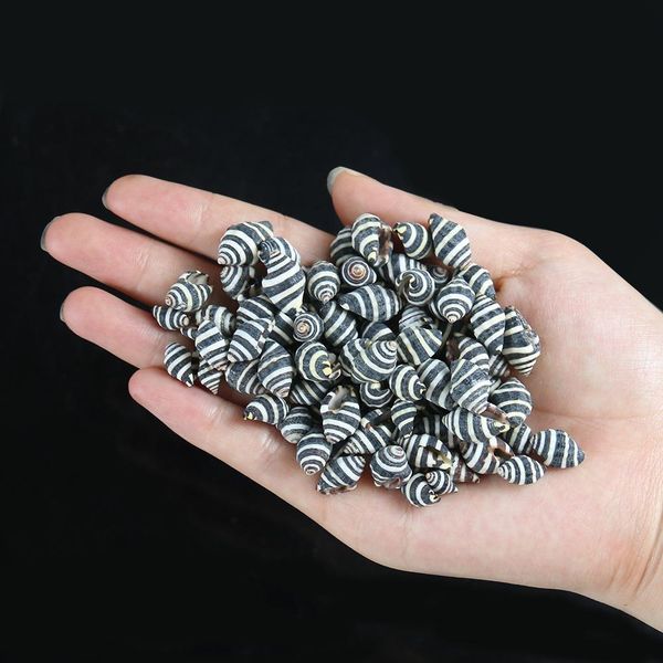 

10pcs natural striped conch seashells nautical home decor snail shell conch specimen micro landscape beach wedding decorations h jllobl