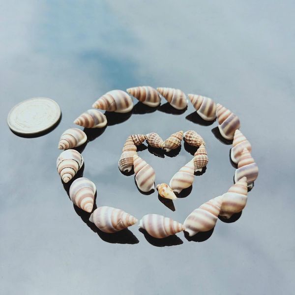 

100pcs natural conch shell nautical home decor mini striped snail specimen beach wedding decoration aquarium fish tank landscape h bbyvzb