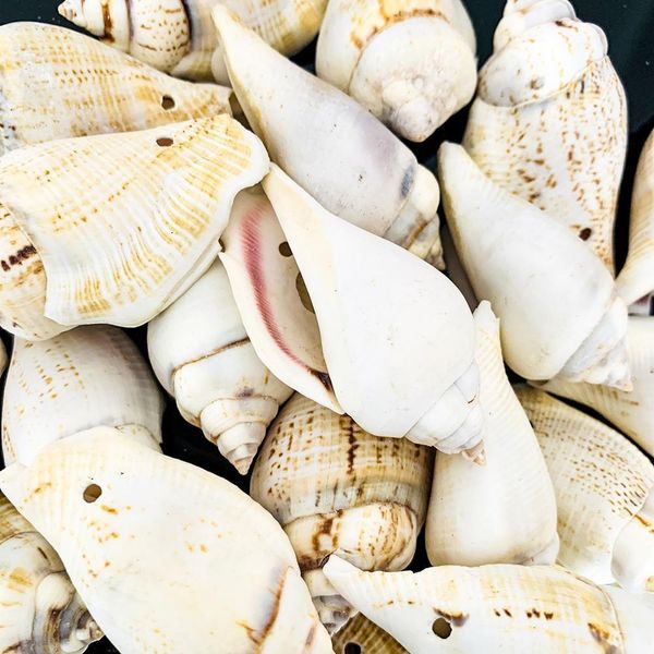 

5pcs natural snail shell phoenix conch nautical decor diy jewelry making pendants specimen crafts home decor aquarium landscape h jllgkn