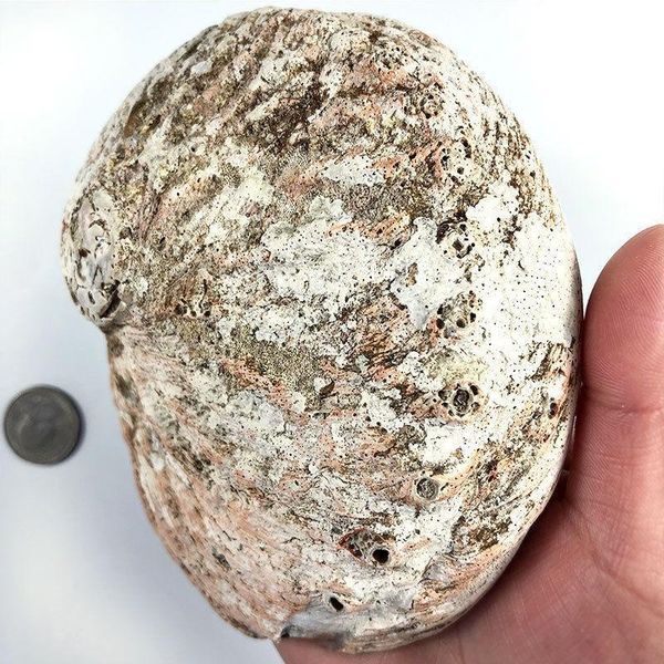 

11 12cm natural abalone shells seashell home aquarium landscape diy decor soap holder nautical home decor h jllynd