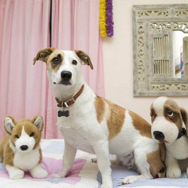 

pet id tags mini bone shape dog cat id tags anti-lost address name card pendant for dog collar