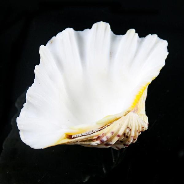 

organic material nautical home decor clam shells storage diy soap box decor crafts shells for jewelry making beach ornaments h bbyvvv
