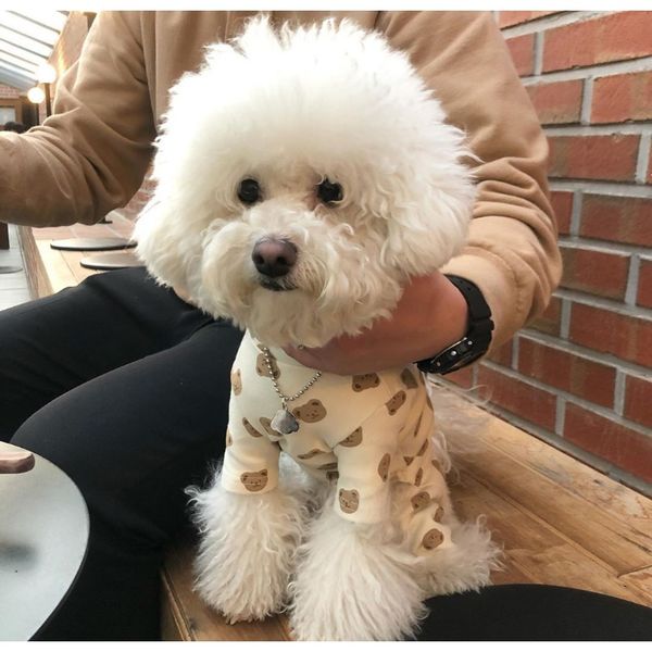 

insautumn and winter cute bear dog dog tracksuit cotton pet keep warm insautumn and sale jllvzn yeah2010