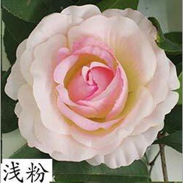 

25 шт. искусственная роза цветок головы шелковые декоративные цветок декор стены отель отель фон diy дорожный светодиодный фон свадебные укр