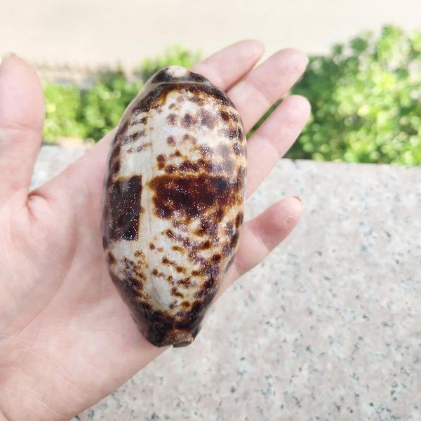 

nautical home decor natural conch snail seashells specimen tabby spiral shell collectibles beach wedding decor ornaments h bbyroj