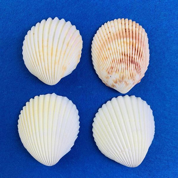 

natural seashells shell for fish tank home decorations beach theme party candle making wedding decor diy crafts fish tan h wmtrdr