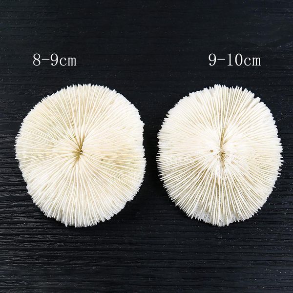 

1pc natural sea coral shell conch mushroom coral specimen fish tank aquarium decoration accessories aquatic pet supplies h wmtaeg