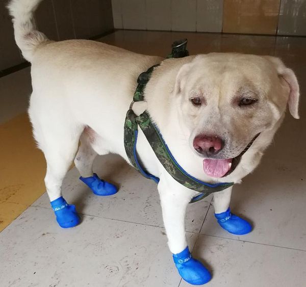 

big dog shoes waterproof pet shoes for dogs puppy rubber rain dog boots portable durable puppy dog shoes pet products bbytfo