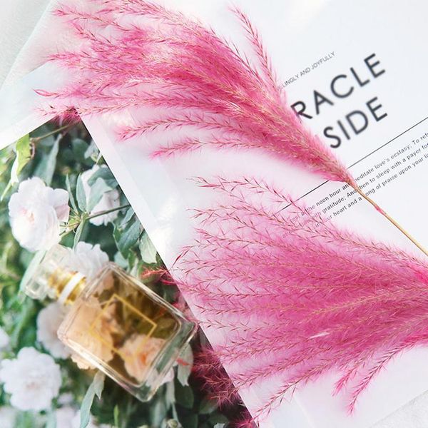 

10pcs/lot natural dried flower reed flower bouquet for wedding home decoration phragmite bulrush branch pho bbyhlo