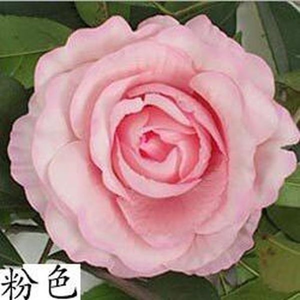 

7шт большая искусственная роза цветок головы шелковые цветочные стены флорес фон diy дорожный светодиодный фон свадебные украшения роза цвет