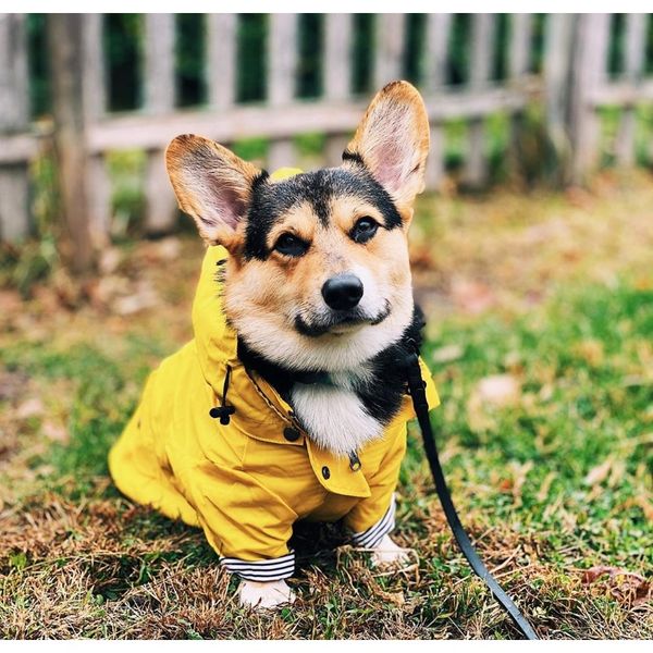 

insfashion windproof rainproof dog dog raincoats dog pet jackets insgood quality sales wmtkmt mywjqq