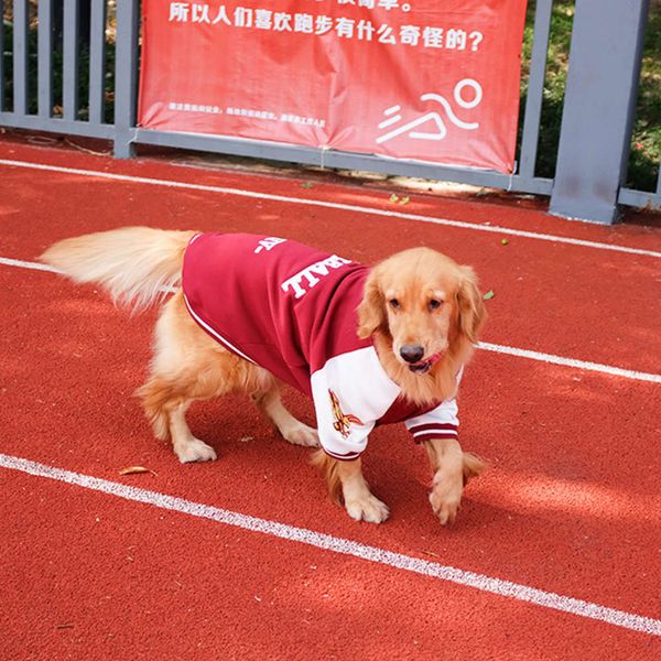 

big cloth baseball golden samoye medium and large dog autumn labrador spring