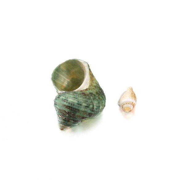 

50g / серия natural small раковина форма seashell смешанного цвет корпус diy для изготовления ювелирных изделий finding аксессуары supplies