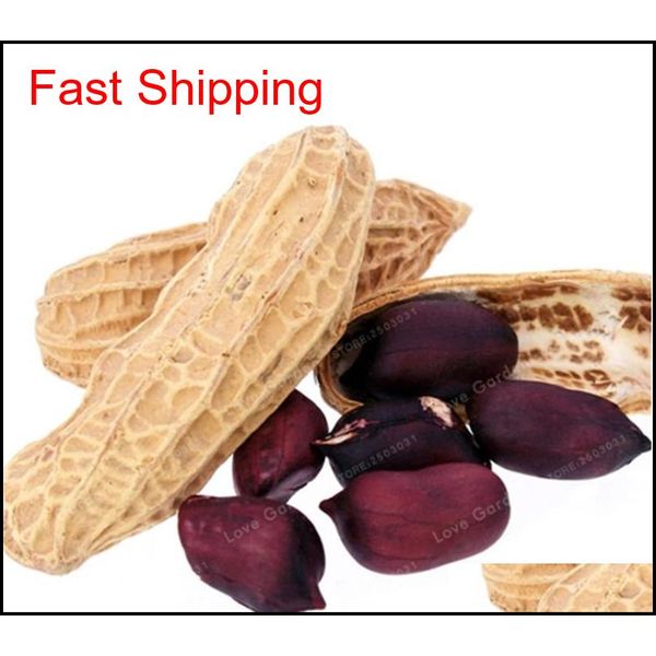 

10 pcs arachis hypogaea seeds red black organic rare heirloom peanut plant seeds organic vegetable se qylldx bdesports